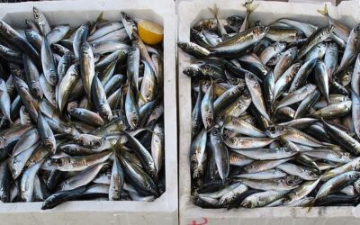 Factores que determinan el precio de pescados y mariscos en las lonjas